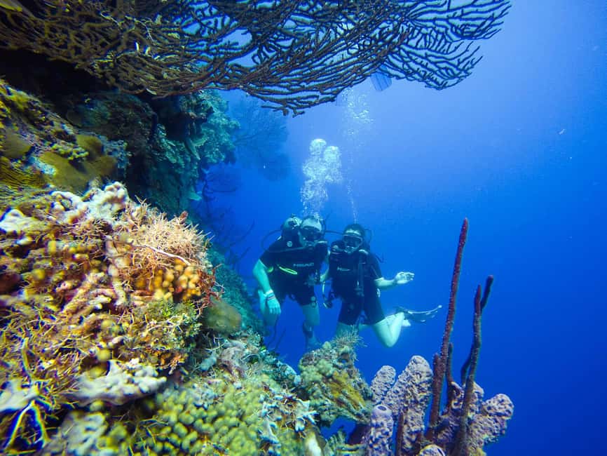 Punta Cana: Scuba Diving Adventure to Catalina Island - Underwater stop two at the Aquarium (about 8m to 12m+)
