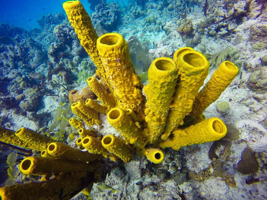 Punta Cana: Scuba Diving Adventure to Catalina Island - Price and value: is $155 worth it?