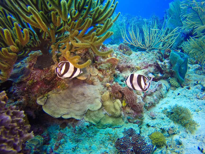 Punta Cana: Scuba Diving Adventure to Catalina Island - Who this tour suits best, and who should skip it
