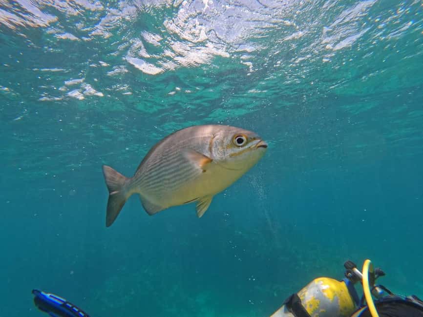 Punta Cana: Scuba Doo Adventure with Round-Trip Transfer - The reef stops: coral, fish, and the occasional shipwreck