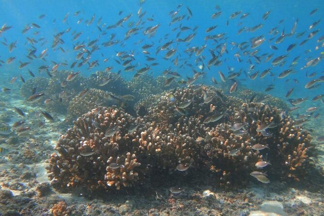 Punta Cana Speed Boat Tour and Snorkeling - Playa Los Corales: Where the Reef Viewing Happens