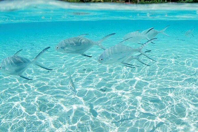 Punta Cana Speed Boat Tour and Snorkeling - Marine Life Chances: Fish, Coral, and the Fun Extras