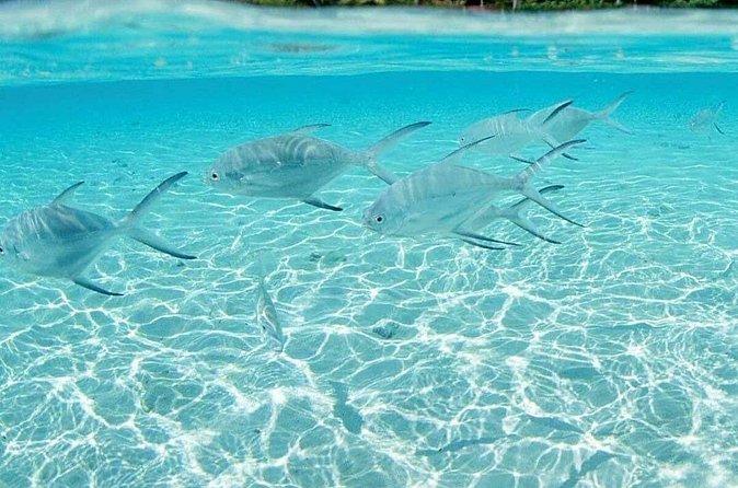 Punta Cana Speed Boat Tour and Snorkeling - Guides and Group Size: The Part That Changes The Comfort Level