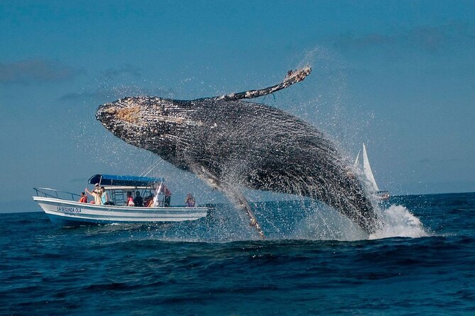 Punta Cana Whale Watching and Bacardi Island Day Trip - Samaná Bay Humpback Whale Watching: The Main Event