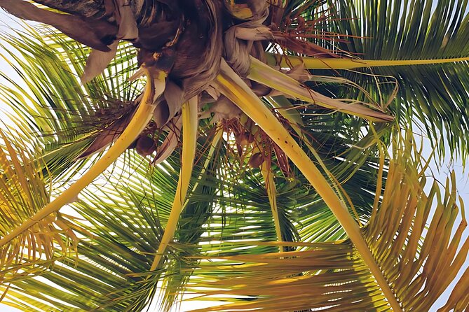 Punta Cana Whale Watching and Bacardi Island Day Trip - How the 10-Hour Day Actually Feels