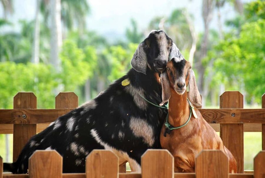 Punta Cana: Xploration Animal Park Bus Tour with Encounters - Panoramic bus ride, then choose your own pace inside the park