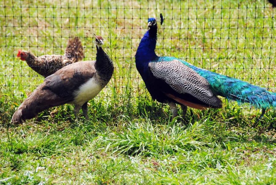 Punta Cana: Xploration Animal Park Bus Tour with Encounters - Who this tour fits best, and who should skip it
