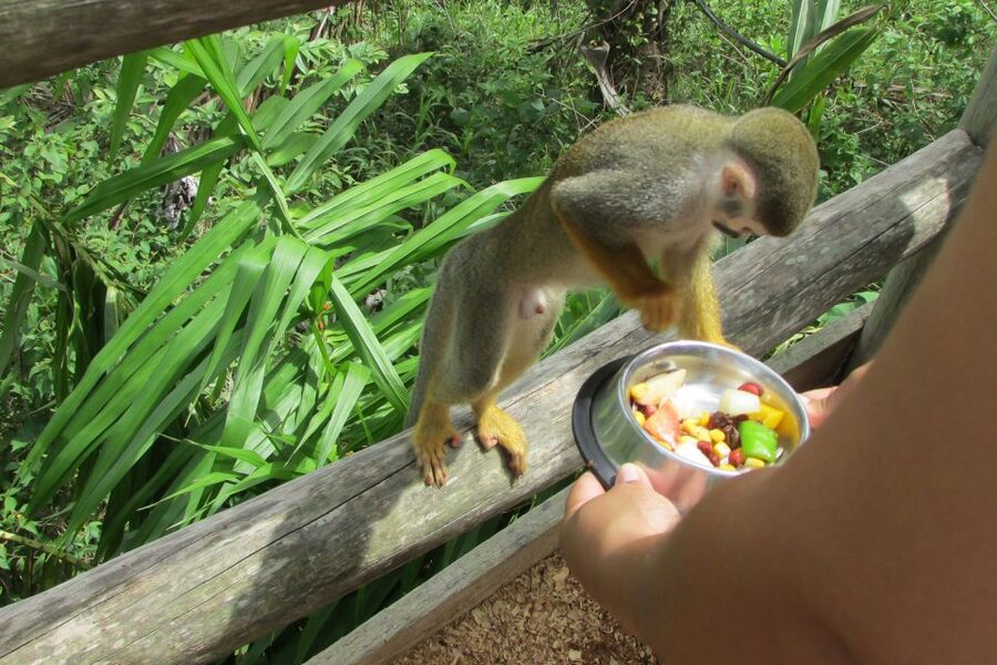 Punta Cana: Ziplines Adventures & Monkeyland Entry - Timing and transportation: the part that can make or break your day