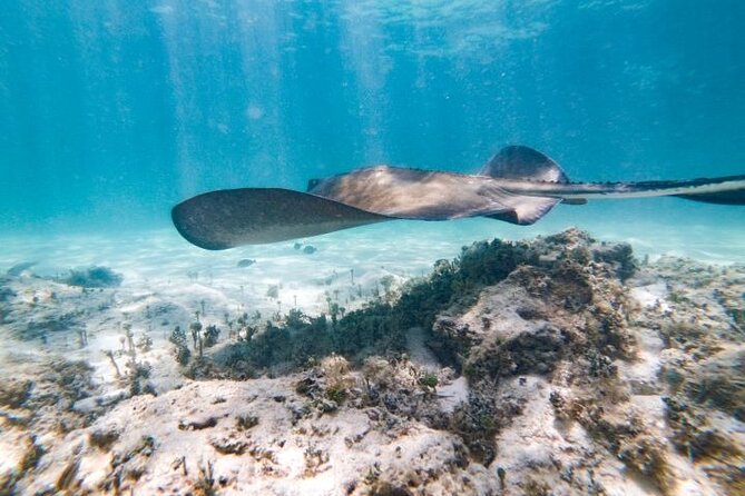 Reef Explorer Half Day Trip - Kayak, Paddleboard, and the Underwater Scooter Option