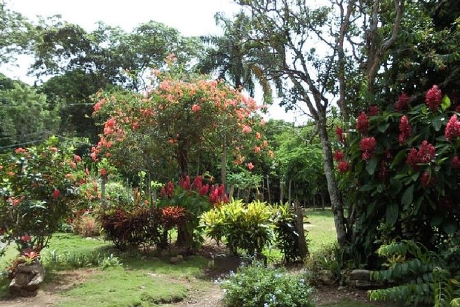 Safari Adventure - Full Day - From Punta Cana - Dominican buffet lunch with drinks, a real energy reset