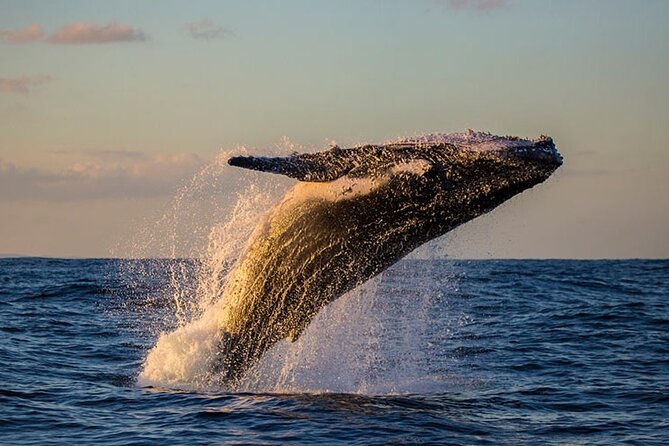 Samaná Experience Whale – The Lemon Waterfall & Bacardi Island - Key highlights to know before you go
