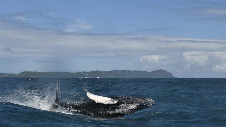 Samana Whale watching and Bacardi Island from Punta Cana - Who should book this Samaná whale and Bacardi Island tour