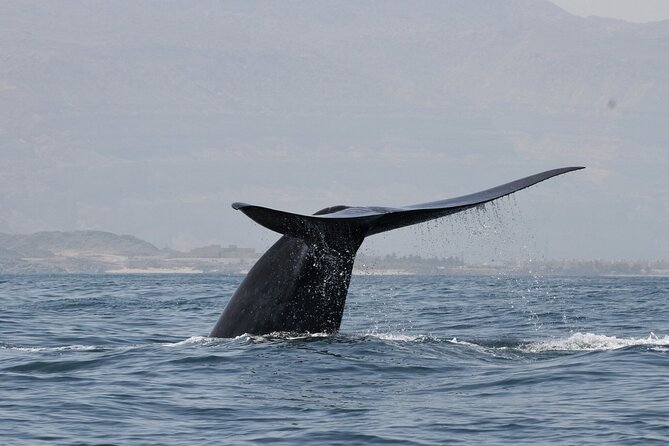 Samaná Whale Watching, waterfall & Cayo Levantado Adventure - Key Highlights I’d Plan Around