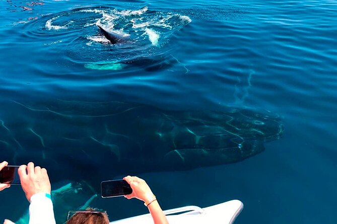 Samaná Whale Watching, waterfall & Cayo Levantado Adventure - Price and Logistics: Is This Good Value?