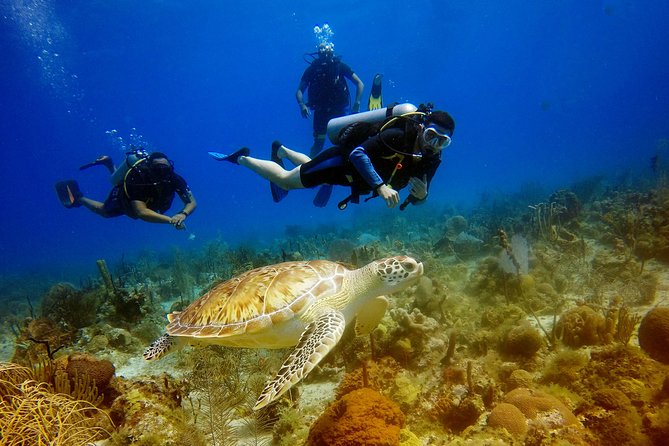 Saona Diving - Key things to know before you go