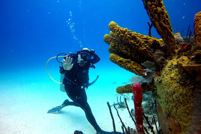 Saona Diving - Gear, double tank time, and the value of real guide attention
