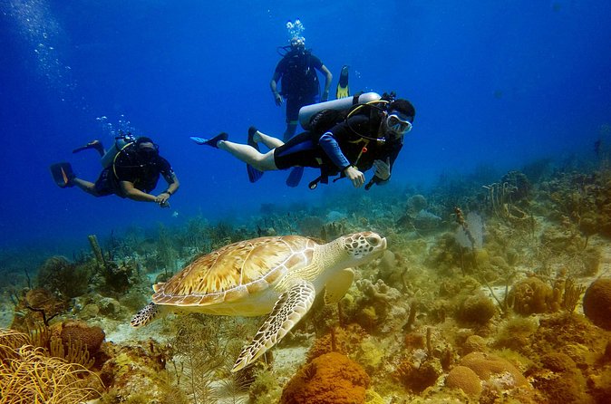 Saona Diving - Price and value: what $260 covers, and why it can be worth it