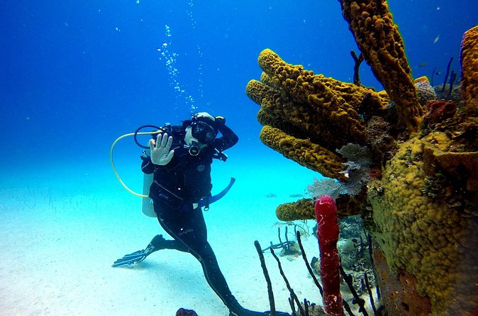 Saona Diving - Who this Saona and Bayahibe day suits best