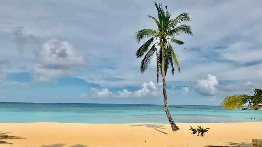 Saona Island: Catamaran Excursion with Lunch and Drinks - Lunch by the Sea: Dominican Buffet, Local Options, and Drinks