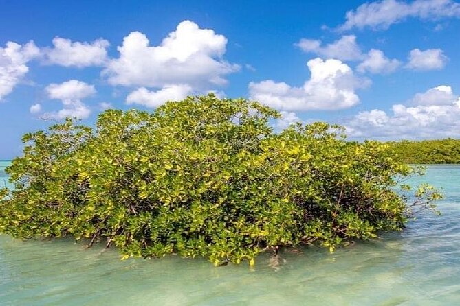 Saona Island Full-Day Tour with Lunch from Punta Cana - Who This Tour Fits Best, and Who Might Want Something Different