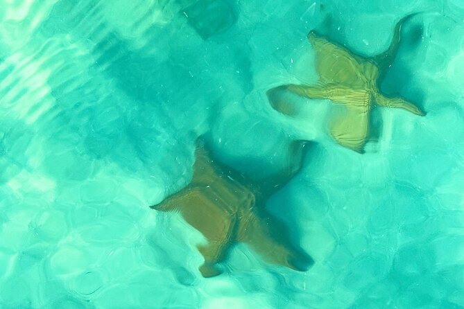 Saona Island, Natural pool Starfish, Fast boat, Catamaran +Dances - Isla Saona and the Blue Lagoon: Why This Day Feels Special