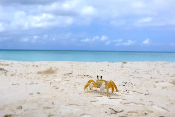 Saona Island, Natural pool Starfish, Fast boat, Catamaran +Dances - Drinks, Food, and the Real Deal on What You Might Not Get