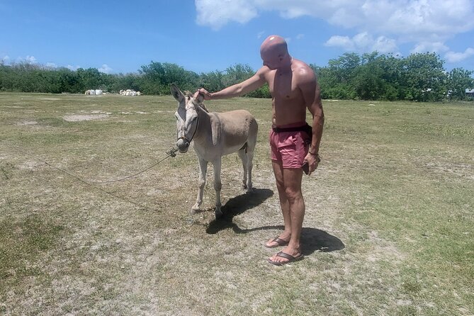 Saona Island Premium Discovery Tour from Punta Cana or Bayahíbe - Mangroves, turtle territory, and the road to the natural pool