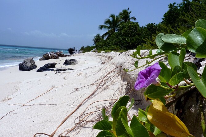 Saona Island Tour from Punta Cana with Lunch, Open Bar & Pickup - The catamaran return: music, dancing, and how to stay organized