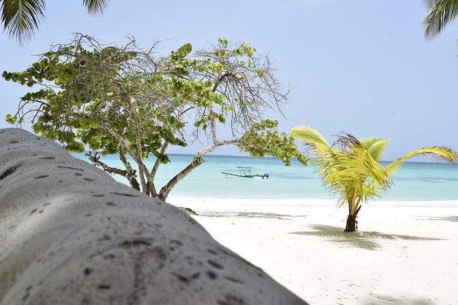 Saona Island Tour - Full Day from Punta Cana Buffet and drinks - Isla Saona: Starfish Shallows, Coral Views, and the Classic Palm-Beach Look