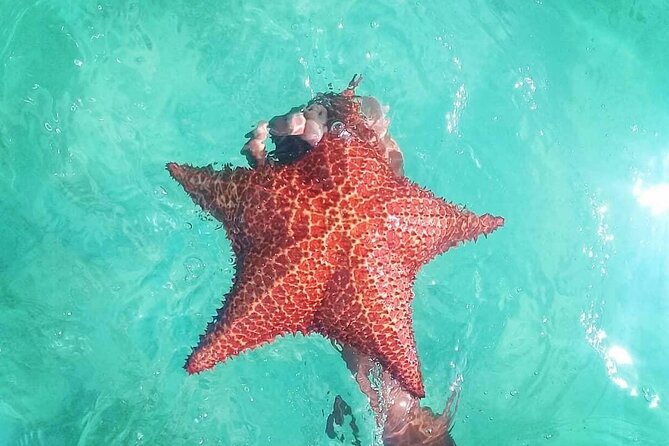 Saona Island Tour - Full Day from Punta Cana Buffet and drinks - Buffet and Drinks: Refuel Without Turning It Into a Party Day
