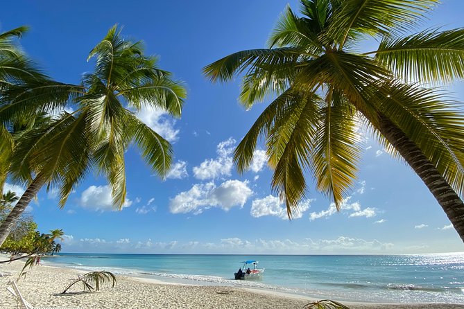 Saona Private Full-Day Tour from Punta Cana - Price and value at $660 per person: who this really makes sense for