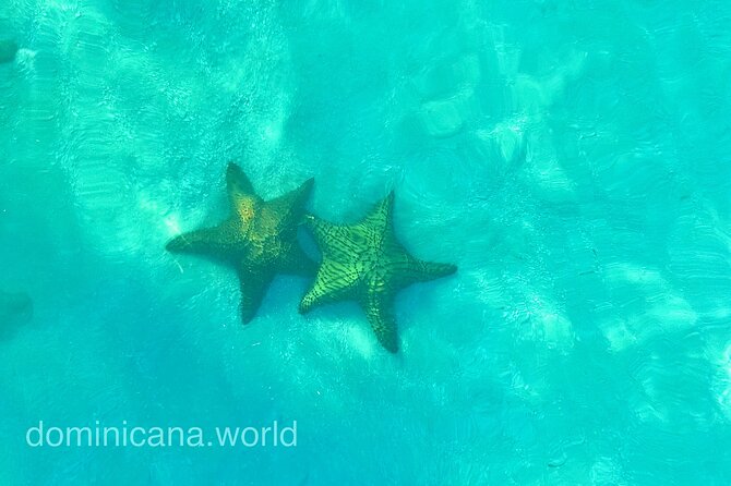 Saona Private Tour with Own Guide and Transport from Punta Cana - What It Costs, and Why the Value Can Make Sense