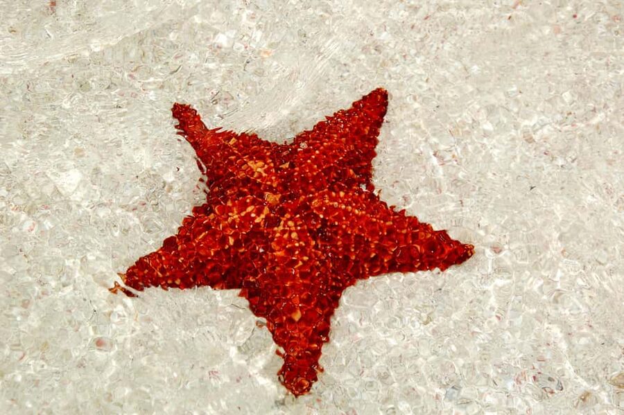 Saona Special Tour: 4 Beaches with Canto from Punta Cana - Drinks, music, and the feel of the day