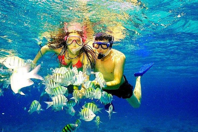 Scuba Diving at Catalina Island - 2 tank | 2 spots - The Wall on the East Side: Deeper Reef Gardens and Big-Feeling Depth
