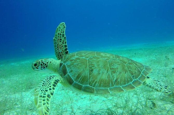 Scuba Diving at Catalina Island - 2 tank - for Certified Divers - Lunch on white sand: Caribbean buffet and an open bar