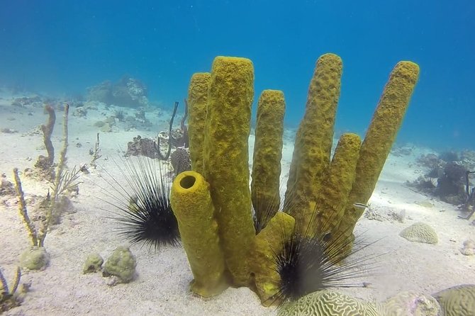 Scuba Diving at Catalina Island - 2 tank - for Certified Divers - Price and value: what $189.99 really buys you