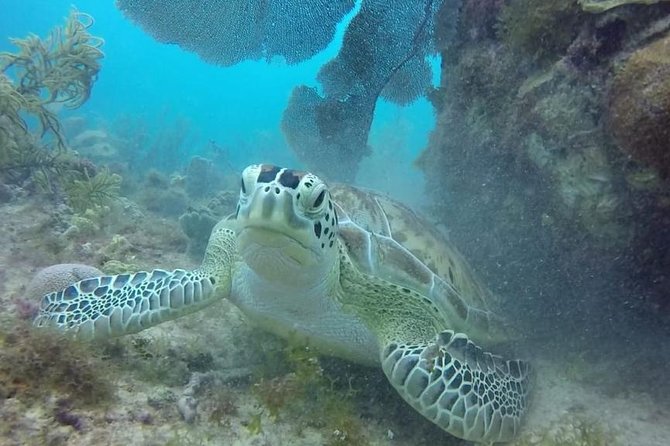 Scuba Diving at Catalina Island - 2 tank - for Certified Divers - Who should book this Catalina Island 2-tank trip