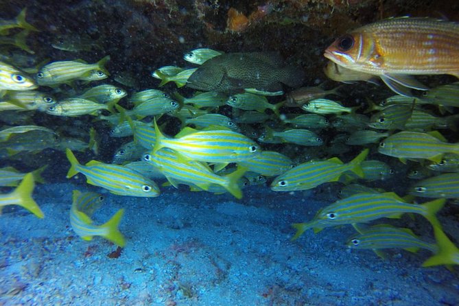 Scuba Diving at Catalina Island - 2 tank - for Certified Divers - Should you book this scuba day on Catalina Island?