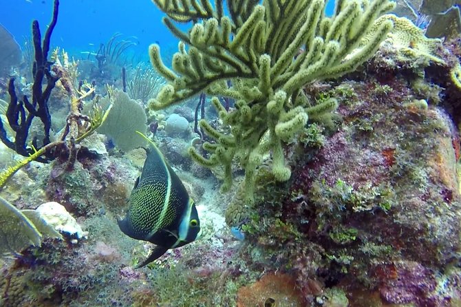 Scuba Diving at Catalina Island - 2 tank - for Certified Divers - Aquarium Reef: shallower site time with eels, lobsters, and yellow stingrays
