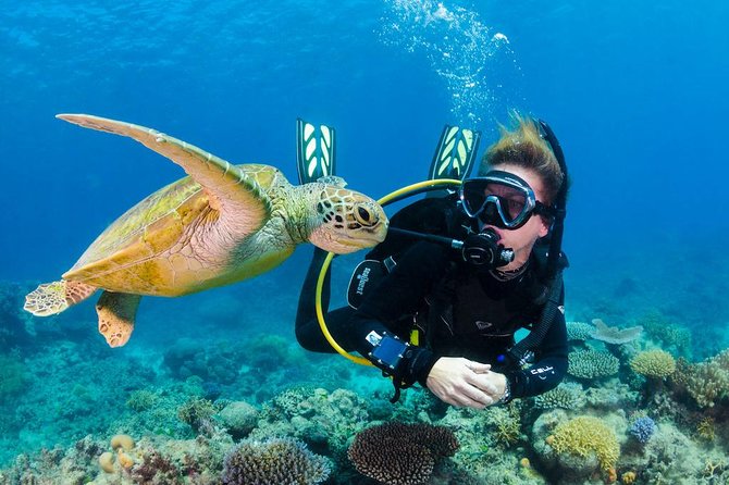 Scuba Diving on Catalina Island | 2 tanks, 2 spots - Key Points Before You Go