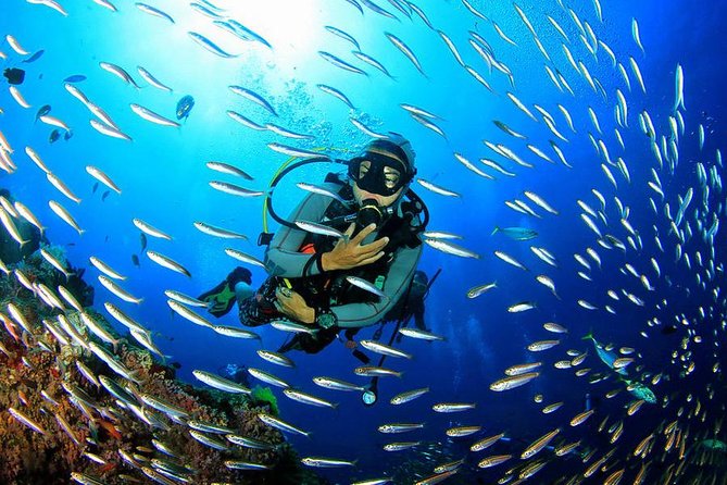 Scuba Diving on Catalina Island | 2 tanks, 2 spots - First Underwater Session: The St. George Wreck and Coral Life