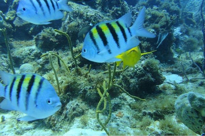 Scuba Diving on Catalina Island | 2 tanks, 2 spots - El Muro Wall: Why the Depth Limit Matters (25m vs 12m)
