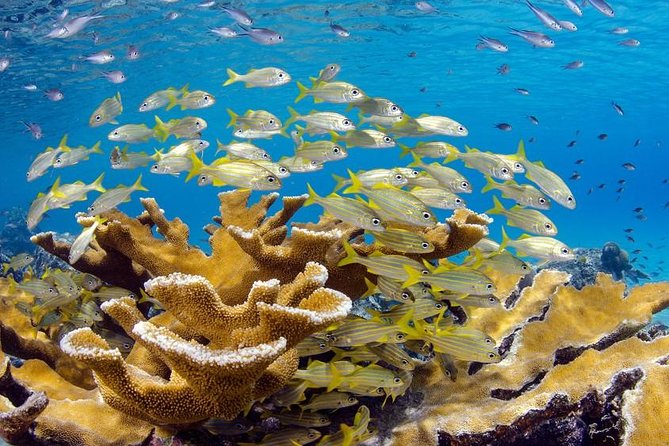 Scuba Doo Diving Experience in Punta Cana - Punta Cana to Cabeza de Toro: the day starts with the ride to the water