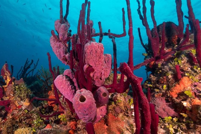 Scuba Doo Diving Experience in Punta Cana - How safe and beginner-friendly is this scooter setup?