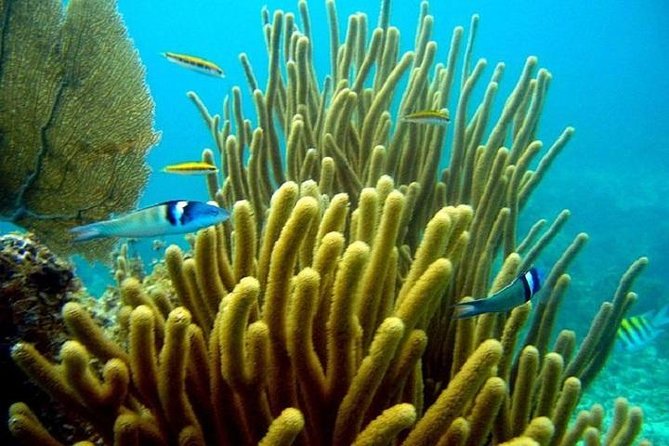 Scuba Doo Underwater Scooter in Punta Cana (Half Day) - Photos Cost $50: Decide Before You’re Underwater