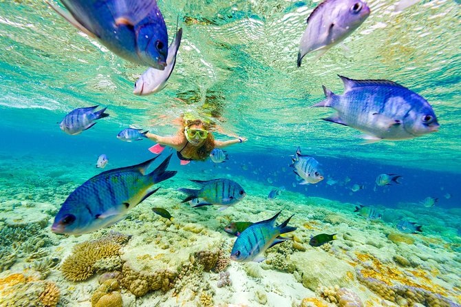 Sharks & Stingrays Encounter and Small Boat Ride from Punta Cana - Hotel pickup and the Bavaro Beach start that keeps things simple