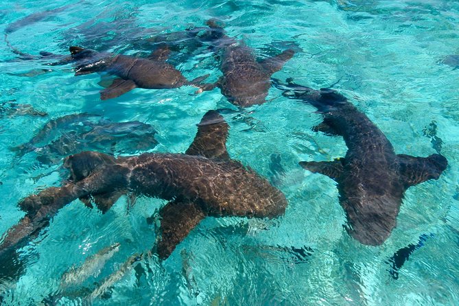 Sharks & Stingrays Snorkeling in Punta Cana with Parasailing - From SeaPro Divers to the catamaran ride in Punta Cana