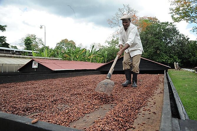 Small Group: Half-Day Cultural Tour of Punta Cana - The Typical House Experience: Coffee, Cocoa, Fruit, and Tasting