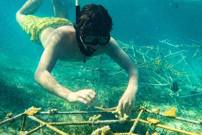 Snorkel Lovers for All Ages & Premium Seafood Lunch in Punta Cana - Stop 2: the Coral Nursery hour, protected reef structures and guided snorkeling