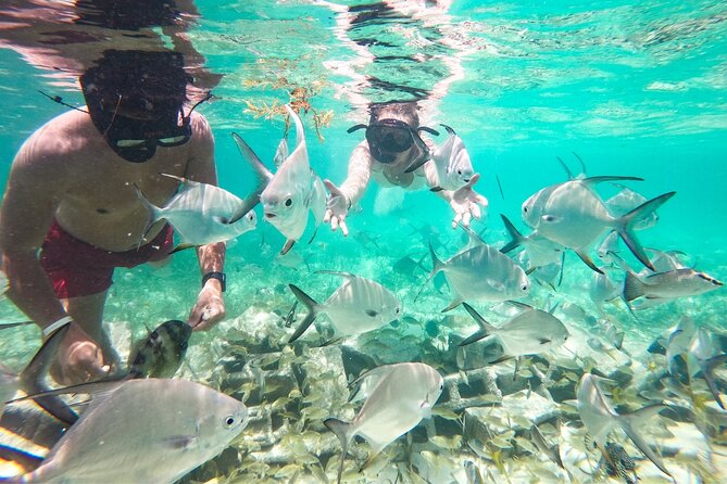 Snorkel Lovers for All Ages & Premium Seafood Lunch in Punta Cana - Guides, gear, and photos: what you really get for the $114